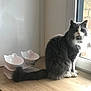 Elyam participe au concours pour gagner de l'argent avec cette photo : cat, gray_cat, white_cat, fluffy_cat, window, wooden_countertop, cat_bowls, empty_bowls, indoor, natural_light, pet, feline, sitting, calm, domestic_animal, household, quiet, daylight, window_glass, fur