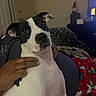 Whiskey is registered to the contest to win money with this photo: dog, black_and_white, pet, portrait, close_up, wide_eyes, floppy_ears, snout, nose, white_fur, black_fur, indoor, cuddling, human_hand, sitting, blanket, couch, home, festive_clothing, cozy