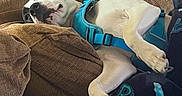 Whiskey joined the competition — help win amazing prizes! dog, pit_bull, pet, animal, white_coat, black_markings, blue_harness, couch, sofa, blanket, cushion, indoor, home, relaxed, sleeping, lying_down, upside_down, paws, portrait, cozy