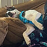 dog, pit_bull, pet, animal, white_coat, black_markings, blue_harness, couch, sofa, blanket, cushion, indoor, home, relaxed, sleeping, lying_down, upside_down, paws, portrait, cozy