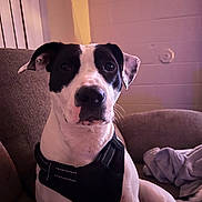 Whiskey is registered to the contest to win money with this photo: dog, pet, black_and_white, portrait, sitting, couch, harness, indoors, home, living_room, close_up, face, eyes, nose, ears, short_hair, white_fur, black_fur, blanket, cozy
