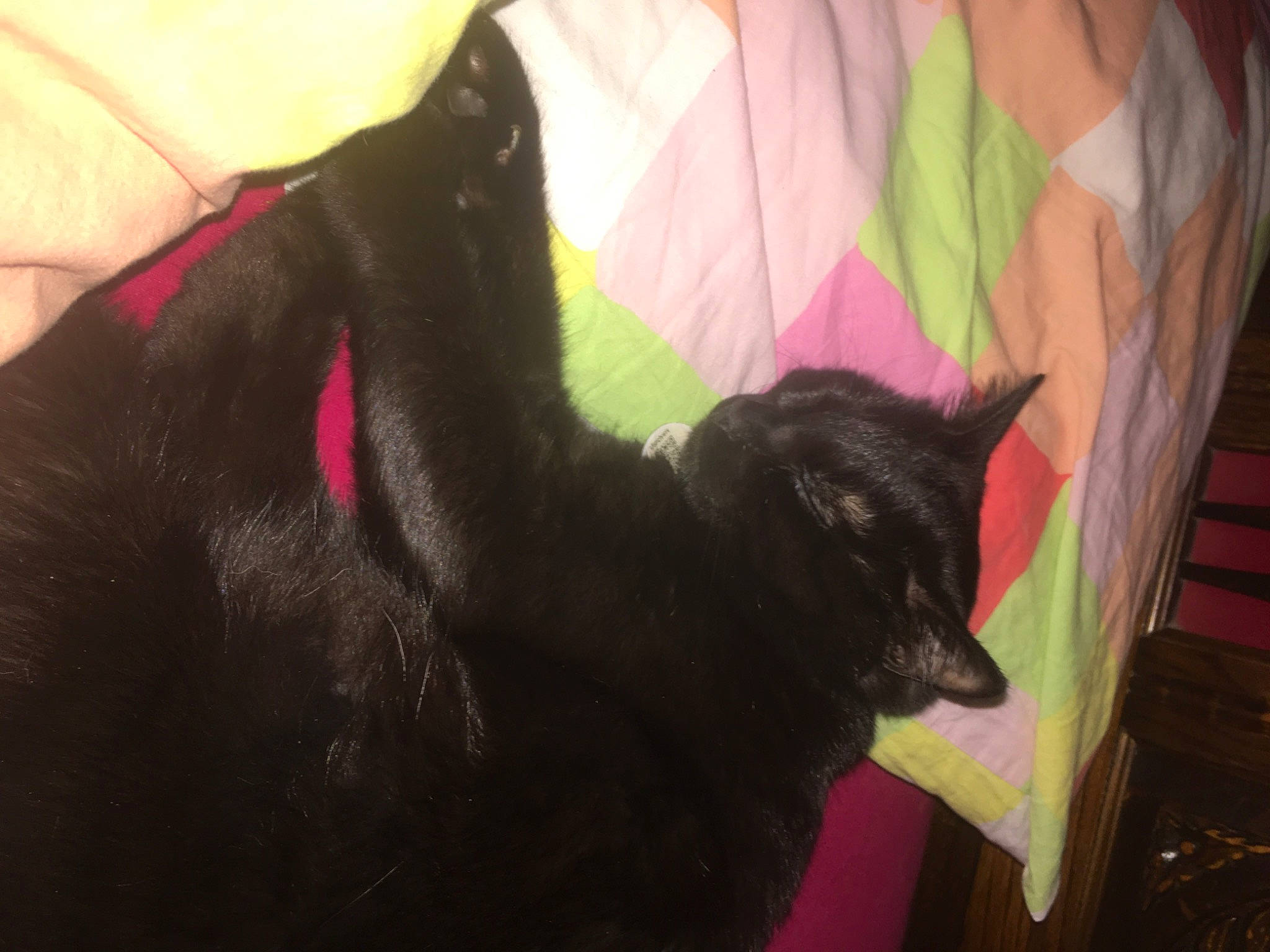 Dinah a rejoint le concours — aidez-le/la à gagner de superbes lots ! black_cat, bombay, carnivore, cat, cat_supply, claw, comfort, dog_breed, domestic_short_haired_cat, felidae, fur, magenta, pink, plant, small_to_medium_sized_cats, snout, tail, tints_and_shades, whiskers, window