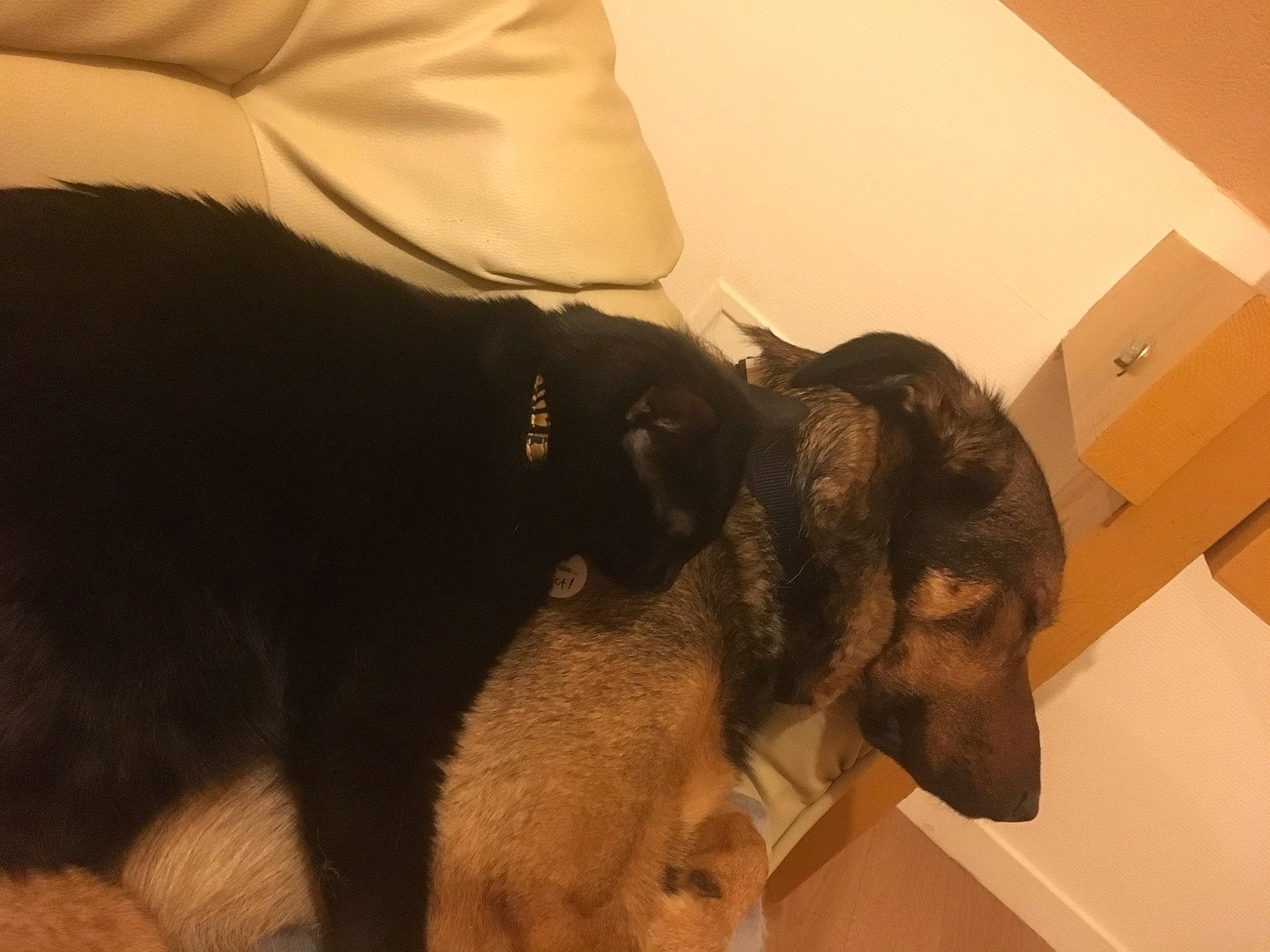 Dinah a rejoint le concours — aidez-le/la à gagner de superbes lots ! box, canidae, carnivore, carton, comfort, companion_dog, dog, dog_breed, ear, fawn, fur, german_shepherd_dog, guard_dog, paw, shipping_box, snout, sporting_group, terrestrial_animal, working_animal, working_dog