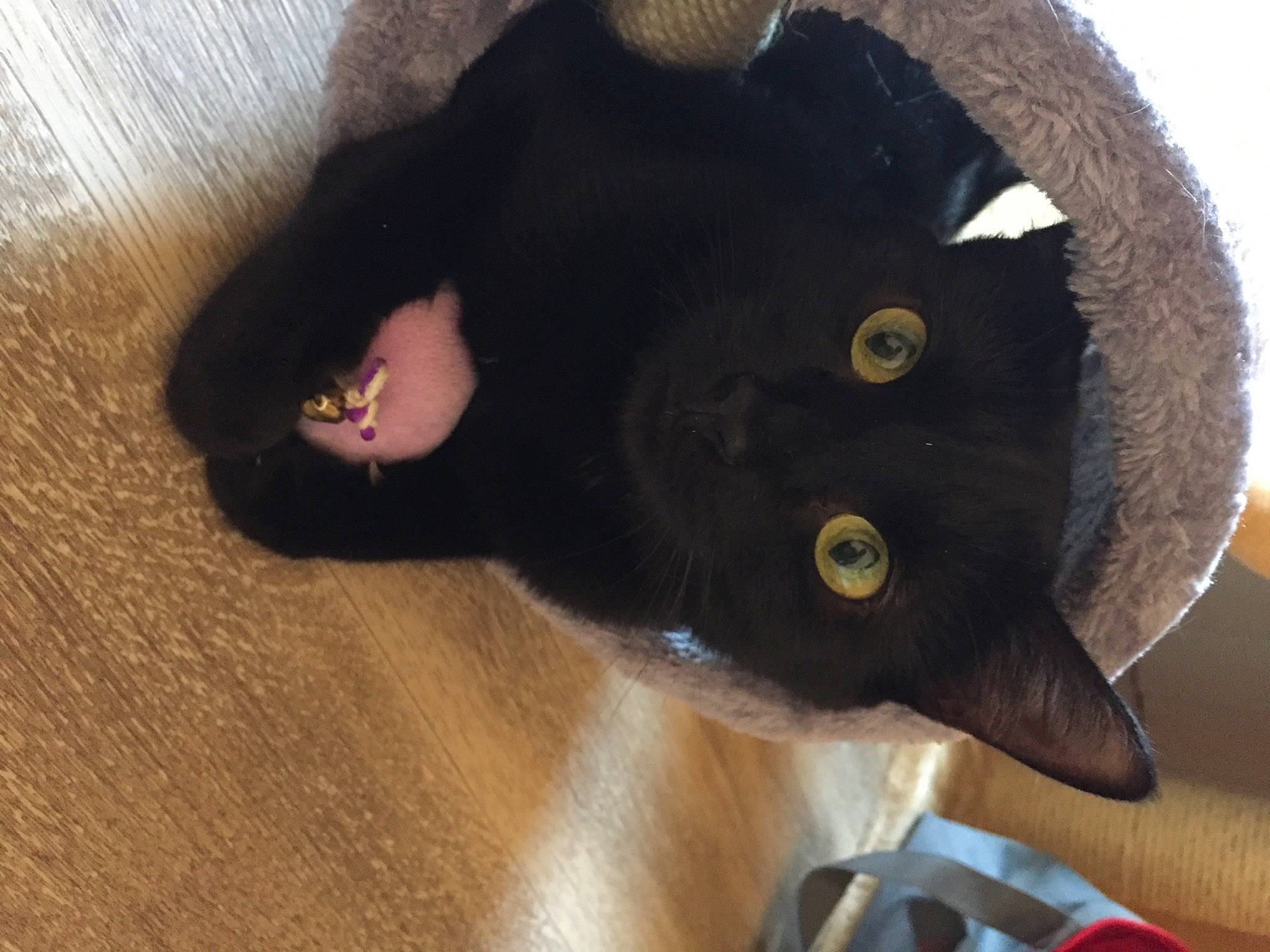 Dinah participe au concours pour gagner de l'argent avec cette photo : black_cat, bombay, cap, carnivore, cat, costume_hat, dog_breed, fashion_accessory, felidae, fur, hat, headgear, helmet, mammal, natural_material, small_to_medium_sized_cats, snout, tail, terrestrial_animal, whiskers