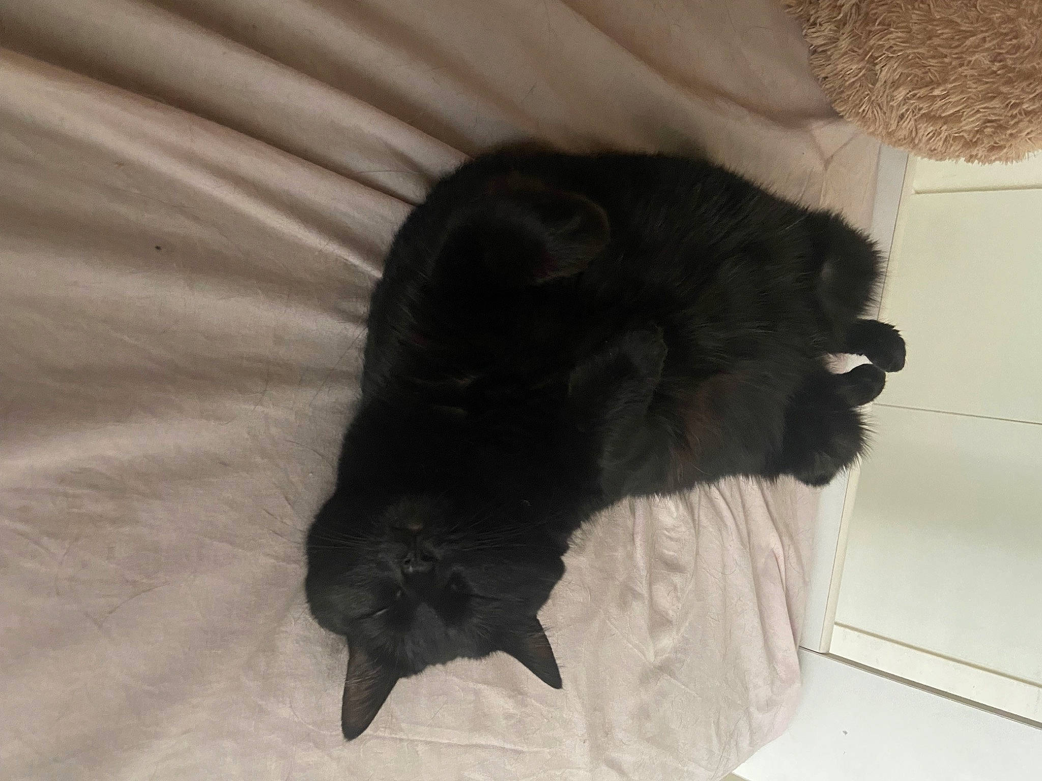 Dinah participe au concours pour gagner de l'argent avec cette photo : black_cat, canidae, carnivore, cat, claw, comfort, companion_dog, dog_breed, felidae, fur, linens, liver, nap, paw, small_to_medium_sized_cats, snout, sporting_group, tail, terrestrial_animal, whiskers