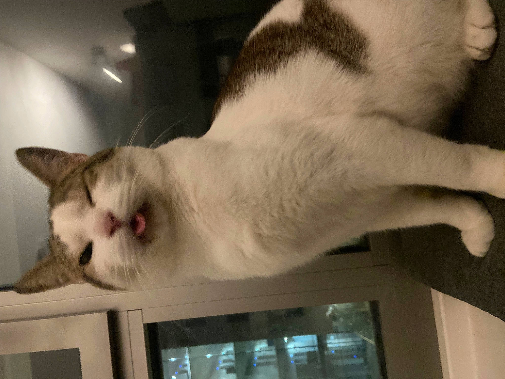 Marley participe au concours pour gagner de l'argent avec cette photo : carnivore, cat, comfort, domestic_short_haired_cat, fang, fawn, felidae, foot, fur, paw, small_to_medium_sized_cats, snout, tail, whiskers, white, window