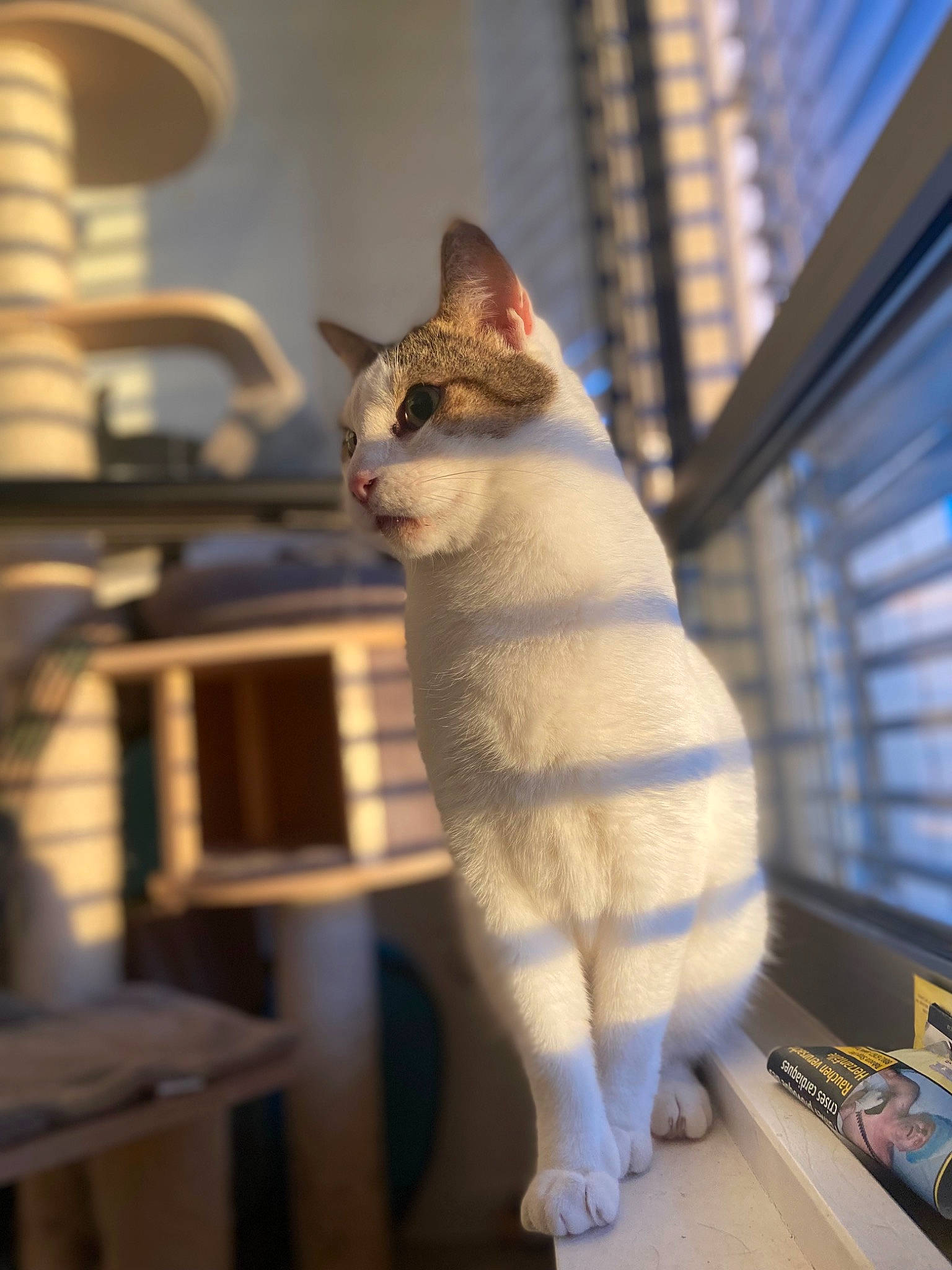 Marley participe au concours pour gagner de l'argent avec cette photo : art, carnivore, cat, domestic_short_haired_cat, fawn, felidae, fur, room, sitting, small_to_medium_sized_cats, snout, tail, whiskers, window, wood