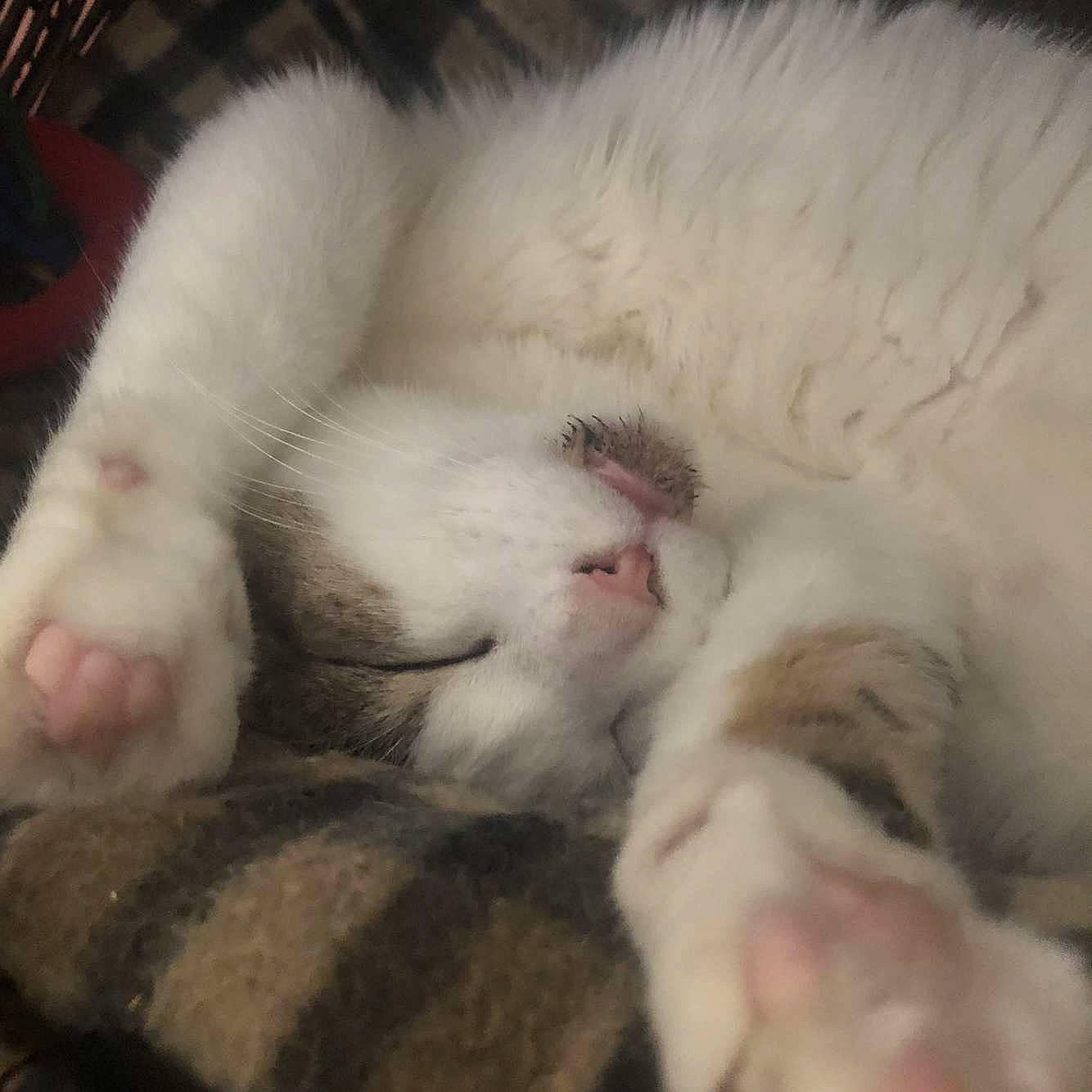 Marley participe au concours pour gagner de l'argent avec cette photo : carnivore, cat, claw, cloud, comfort, domestic_short_haired_cat, fawn, felidae, fur, nap, paw, sleep, small_to_medium_sized_cats, snout, tail, terrestrial_animal, whiskers