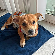 Brownie joined the competition — help win amazing prizes! dog, puppy, small_dog, brown_dog, pet, blue_mat, tile_floor, indoor, collar, dog_tag, looking_up, big_eyes, ears, muzzle, nose, front_paw, shirt, sliding_door, window_blinds, cozy