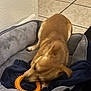 Brownie is registered to the contest to win money with this photo: dog, pet, dog_bed, chew_toy, orange_toy, brown_dog, indoor, tile_floor, blanket, bedding, paws, snout, playing, playful, motion_blur, cozy, toy_ring, bed, canine, pet_belongings