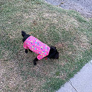 Twilight joined the competition — help win amazing prizes! dog, black_dog, pink_shirt, giraffe_pattern, bird_pattern, grass, sidewalk, outdoor, pet, small_dog, curious, canine, animal, nature, lawn, walking, daylight, casual, sniffing, colorful_clothing