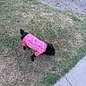 dog, black_dog, pink_shirt, giraffe_pattern, bird_pattern, grass, sidewalk, outdoor, pet, small_dog, curious, canine, animal, nature, lawn, walking, daylight, casual, sniffing, colorful_clothing