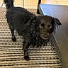 dog, wet, black_dog, indoor, striped_rug, floor, tile_floor, fur, pet, animal, looking_up, small_dog, ears, tail, expression, home, furniture, table, canine, domestic_animal