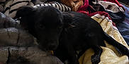 Twilight joined the competition — help win amazing prizes! animal, bed, bedroom, blanket, cabinet, canine, couch, dog, furniture, homedecor, hound, indoors, labradorretriever, linen, person, pet, puppy, quilt, room, sleeping