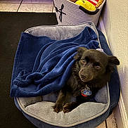 Twilight joined the competition — help win amazing prizes! dog, pet_bed, blanket, black_dog, indoor, tile_floor, basket, stuffed_toys, wall, curious, cozy, cute, small_dog, resting, domestic, animal, fur, collar, tag, toy