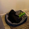 dog, black_dog, pet_bed, toy, green_toy, resting, indoor, floor, tile_floor, rug, patterned_rug, wall, relaxing, sleeping, small_dog, fur, canine, home, comfort, bed