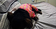Twilight joined the competition — help win amazing prizes! dog, bed, pillow, blanket, sleeping, indoor, pet_clothing, black_dog, pink_sweater, striped_pillow, gray_sheet, resting, cozy, fur, canine, home, quiet, relaxation, animal, comfort