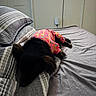dog, bed, pillow, blanket, sleeping, indoor, pet_clothing, black_dog, pink_sweater, striped_pillow, gray_sheet, resting, cozy, fur, canine, home, quiet, relaxation, animal, comfort
