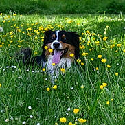 Maïko a rejoint le concours — aidez-le/la à gagner de superbes lots ! dog, canine, meadow, wildflowers, yellow_flowers, grass, outdoors, nature, animal, pet, portrait, happy, smiling, tongue_out, black_and_white, fluffy, sitting, spring, garden, flower_field