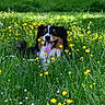 dog, canine, meadow, wildflowers, yellow_flowers, grass, outdoors, nature, animal, pet, portrait, happy, smiling, tongue_out, black_and_white, fluffy, sitting, spring, garden, flower_field