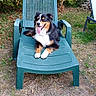 Maïko participe au concours pour gagner de l'argent avec cette photo : dog, australian_shepherd, fluffy, tricolor, sitting, outdoor, garden, backyard, lounge_chair, patio_furniture, grass, shrubs, trees, nature, pet, animal, tongue_out, white_chest, black_fur, portrait