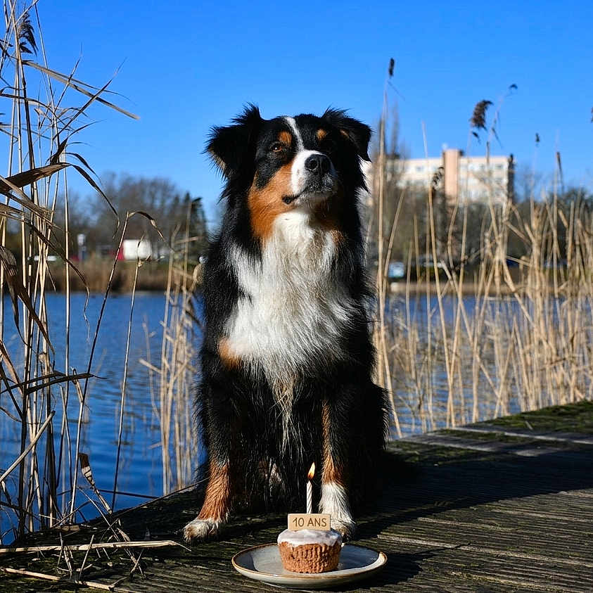 Maïko a rejoint le concours — aidez-le/la à gagner de superbes lots ! dog, bernese_mountain_dog, tricolor, birthday, cake, outdoor, lake, water, dock, reeds, nature, blue_sky, sunlight, portrait, sitting, pet, celebration, birthday_cake, reflection, daylight