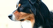 Maïko a rejoint le concours — aidez-le/la à gagner de superbes lots ! dog, bernese_mountain_dog, tricolor, black_fur, brown_markings, white_chest, portrait, close_up, side_profile, outdoor, fluffy, long_fur, ears, nose, eye, pet, canine, animal, soft_background, photography