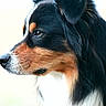 dog, bernese_mountain_dog, tricolor, black_fur, brown_markings, white_chest, portrait, close_up, side_profile, outdoor, fluffy, long_fur, ears, nose, eye, pet, canine, animal, soft_background, photography