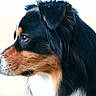 Maïko a rejoint le concours — aidez-le/la à gagner de superbes lots ! dog, puppy, portrait, close_up, profile, fluffy, long_hair, black_fur, white_fur, brown_fur, tri_color, floppy_ears, snout, nose, eye, whiskers, chest, outdoor, animal, pet