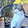 Trontron participe au concours pour gagner de l'argent avec cette photo : cat, tabby_cat, white_cat, sitting, chair, metal_chair, outdoor, garden, plants, sunlight, daylight, pet, animal, fur, side_view, calm, nature, portrait, feline, whiskers