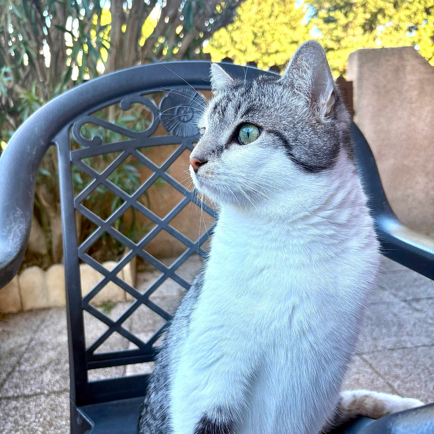 Trontron participe au concours pour gagner de l'argent avec cette photo : cat, tabby_cat, white_cat, sitting, chair, metal_chair, outdoor, garden, plants, sunlight, daylight, pet, animal, fur, side_view, calm, nature, portrait, feline, whiskers