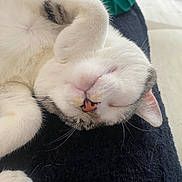 Trontron a rejoint le concours — aidez-le/la à gagner de superbes lots ! cat, sleeping, white_fur, gray_fur, paw, whiskers, cute, pet, domestic_animal, relaxed, close_up, feline, nap, fur, indoor, cozy, adorable, resting, animal, soft