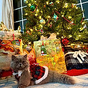 Pesto joined the competition — help win amazing prizes! carpet, cat, christmas_tree, cozy, curtain, decoration, festive, gift_bag, gifts, holiday, indoor, kitten, ornament, pet_portrait, plaid_blanket, santa_illustration, string_lights, tartan_dress, window, wrapped_present