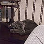 cat, gray_cat, sleeping, curled_up, lamp, vintage_lamp, wooden_surface, bed, blanket, patterned_wallpaper, indoor, resting, feline, cozy, quiet, pet, domestic_animal, home, furniture, relaxed