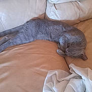 Mr. Smuthers is registered to the contest to win money with this photo: cat, gray_cat, sleeping, couch, leather_couch, furniture, indoor, pet, animal, resting, relaxing, cozy, fur, whiskers, paw, tail, domestic_cat, home, blanket, soft