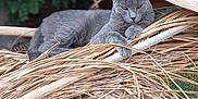 Mr. Smuthers joined the competition — help win amazing prizes! animal, animal_portrait, cat, closeup, dried_leaves, eyes, feline, fur, gray_cat, greenery, leaves, mammal, nature, outdoor, pet, relaxed, resting, tree_branch, wildlife, wood