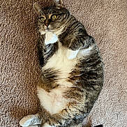 Pumpkin is registered to the contest to win money with this photo: cat, tabby, indoor, carpet, pet, feline, fluffy, white_paws, relaxed, lying_down, curious, close_up, animal, domestic, whiskers, tail, soft_fur, cute, cozy, resting