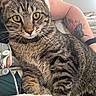 Xena is registered to the contest to win money with this photo: animal, arm, blanket, casual, cat, closeup, cozy, domestic_animal, feline, fur, indoor, person, pet, relaxing, resting, soft_light, tabby_cat, tattoo, whiskers, yellow_eyes