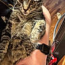 Xena joined the competition — help win amazing prizes! animal, arm, cat, close_up, comfort, curious, domestic, eyes, feline, fur, hand, indoor, paw, person, pet, smartwatch, tabby_cat, watch, whiskers, wood_floor