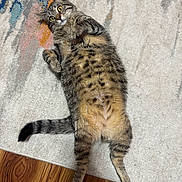 Xena is registered to the contest to win money with this photo: animal, cat, curled_paws, cute, domestic_cat, floor, fluffy, fur, indoor, lying_down, pet, playful, relaxed, resting, rug, striped, tabby, whiskers, wide_eyes, wood_floor