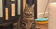 Xena is registered to the contest to win money with this photo: cabinet, cat, cord, cozy, decor, domestic_animal, eyes, floor, furniture, indoor, living_room, pet, power_outlet, rug, sitting, striped_fur, tabby_cat, tail, wall, wooden_floor