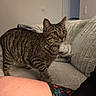 Zeus joined the competition — help win amazing prizes! animal, blanket, cat, collar, couch, cozy, curious, domestic, exploring, floral_shorts, furniture, home, human_leg, indoor, living_room, pet, soft_lighting, striped, tabby_cat, wall