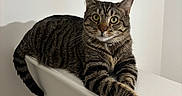 Zeus is registered to the contest to win money with this photo: alert, animal, cat, collar, curious_eyes, domestic_cat, ears, feline, indoor, ledges, minimalistic, paws, pet, relaxed, resting, striped_fur, tabby_cat, tail, whiskers, white_background