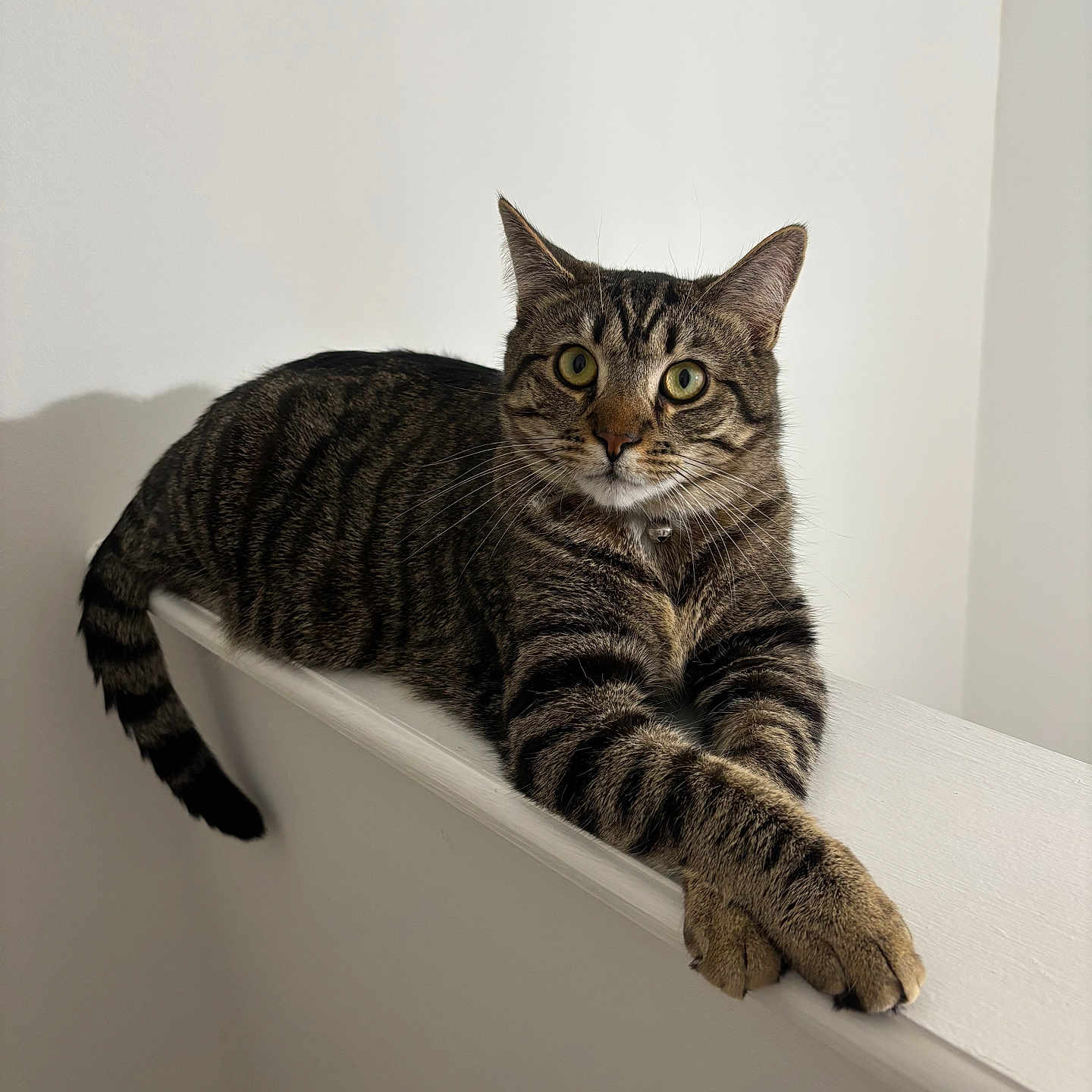 Zeus
