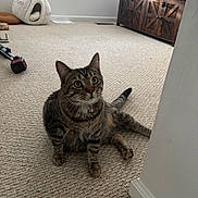 Zeus joined the competition — help win amazing prizes! carpet, cat, collar, cozy, curious, ears, floor, furniture, home, indoor, living_room, pet, plush_bed, sitting, tabby_cat, tail, television, whiskers, window, wooden_cabinet