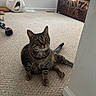 carpet, cat, collar, cozy, curious, ears, floor, furniture, home, indoor, living_room, pet, plush_bed, sitting, tabby_cat, tail, television, whiskers, window, wooden_cabinet