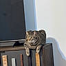 Zeus joined the competition — help win amazing prizes! animal, cabinet, cat, curious, domestic, furniture, home, indoor, mammal, minimalist, modern, paws, pet, relaxed, resting, shadow, striped_fur, tabby_cat, tv_screen, wood