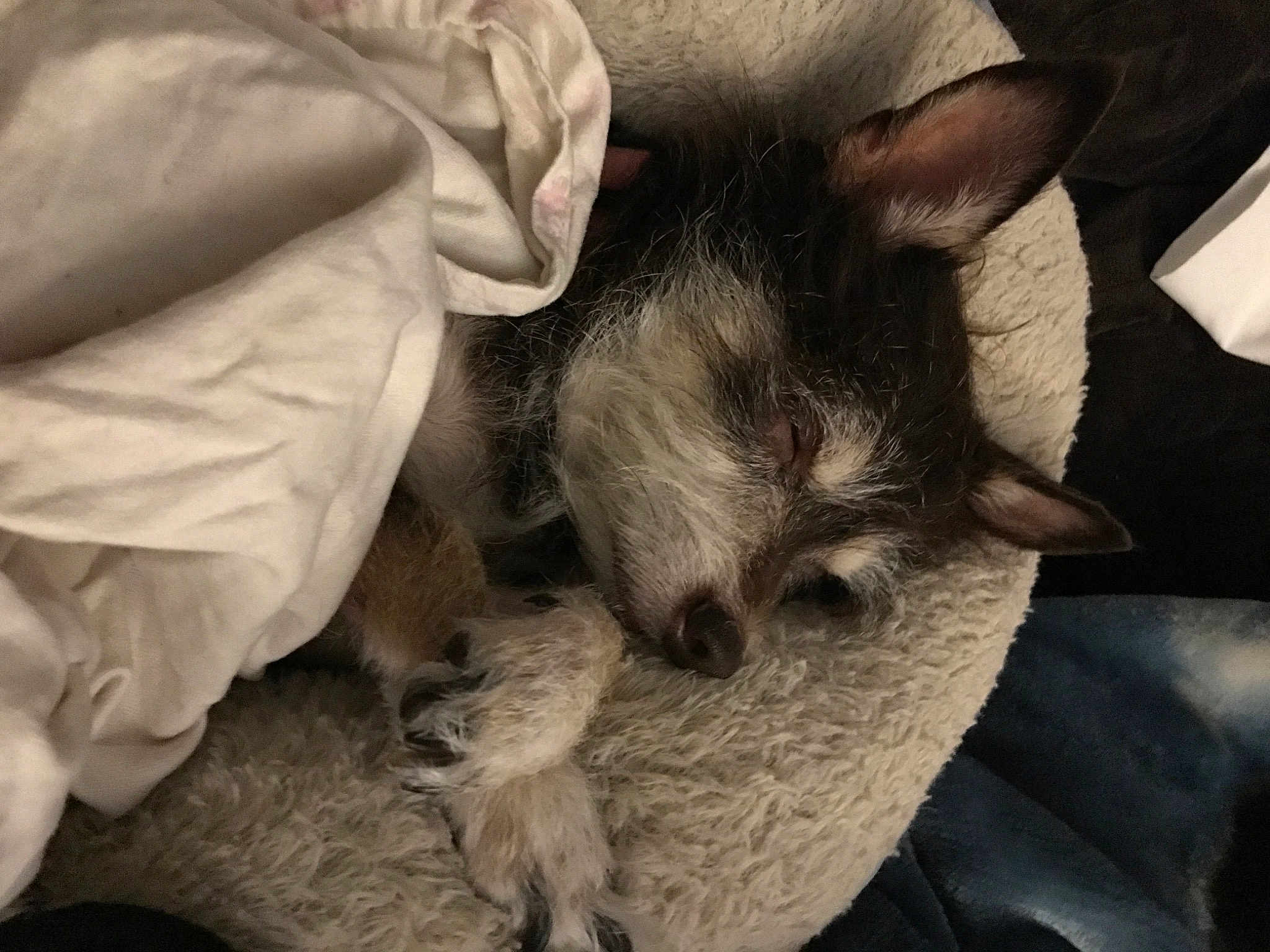 Peanut