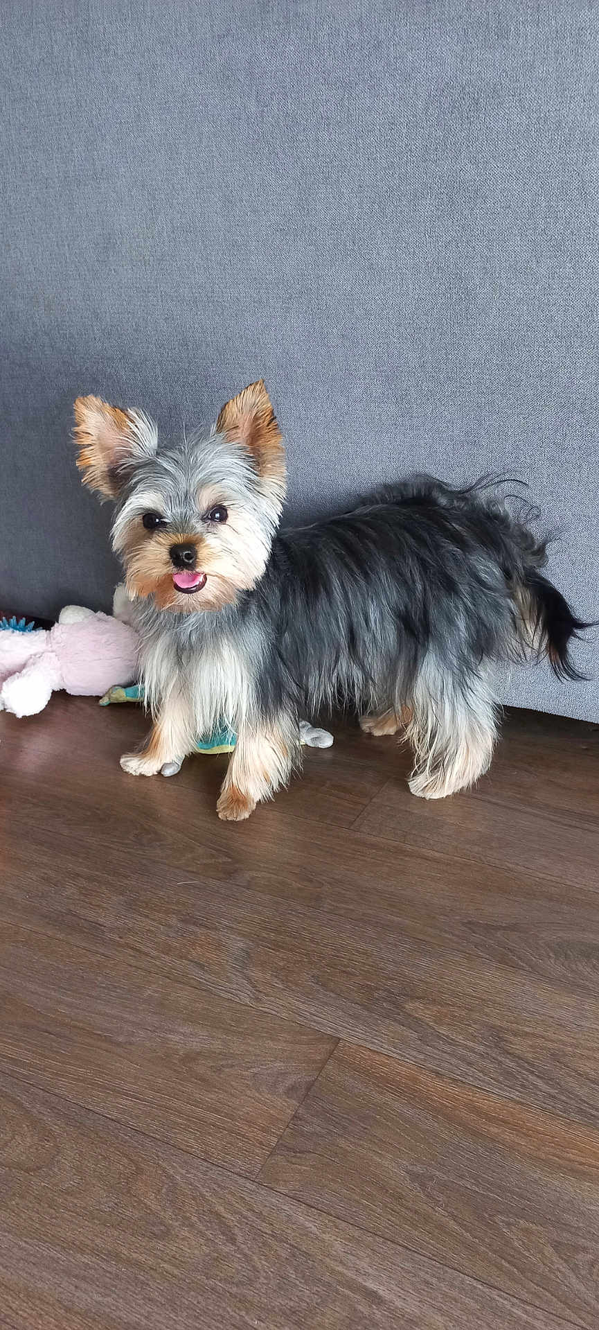 Nala a rejoint le concours — aidez-le/la à gagner de superbes lots ! dog, yorkshire_terrier, pet, indoor, floor, couch, toy, playful, fur, small_dog, animal, cute, alert, tongue_out, standing, brown, black, gray, home, companion