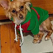 Ari is registered to the contest to win money with this photo: dog, puppy, green_hoodie, clothing, indoor, wood_floor, tile_floor, pet, small_dog, ears, curious, looking_up, cute, sitting, fur, brown_dog, hood, suspenders, canine, domestic_animal